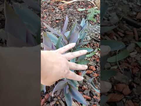 download lagu mp3 mp4 Purple Heart Plant Zone, download lagu Purple Heart Plant Zone gratis, unduh video klip Purple Heart Plant Zone