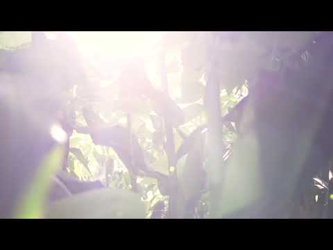 KWS MABONITA - Mischanbau von Mais und Stangenbohnen