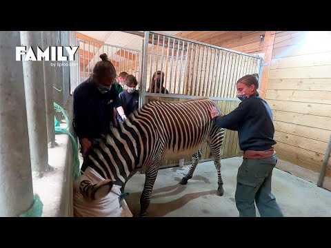 100 jours au zoo avec les soigneurs