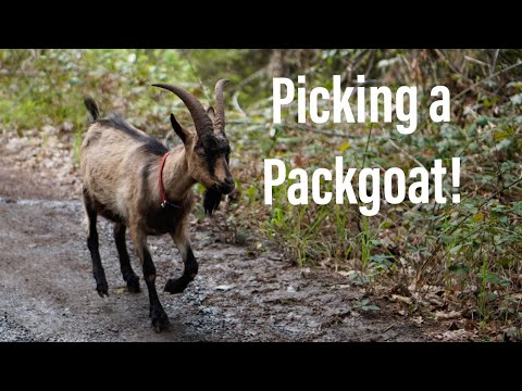 , title : 'The 3 Charastics I Looked For In My Pack Goats.'