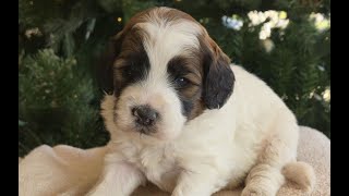 Video preview image #1 Bernedoodle (Miniature) Puppy For Sale in NEW HOLLAND, PA, USA