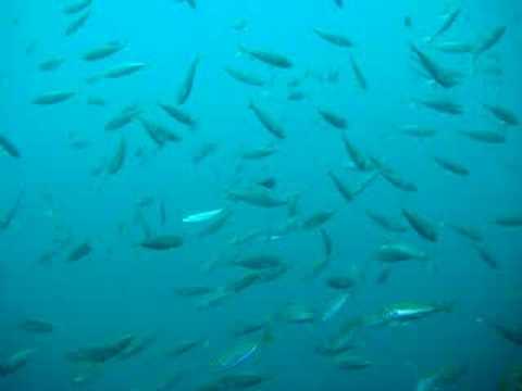 Izu Oceanic Park, Izu,Japan