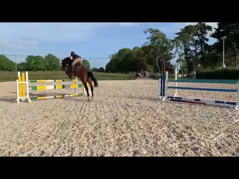 Adagio de Talma 5 year old gelding