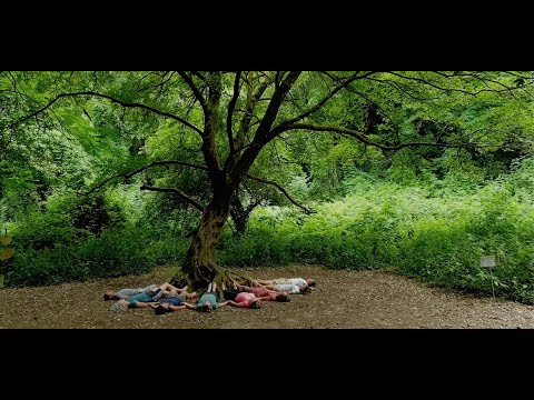 Nature Coaching Academy: learn how to coach in synergy with nature