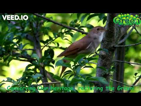 Massive Ecosystem Restoration Drive Through Indigenous Tree Planting-Greenbubble Inc.