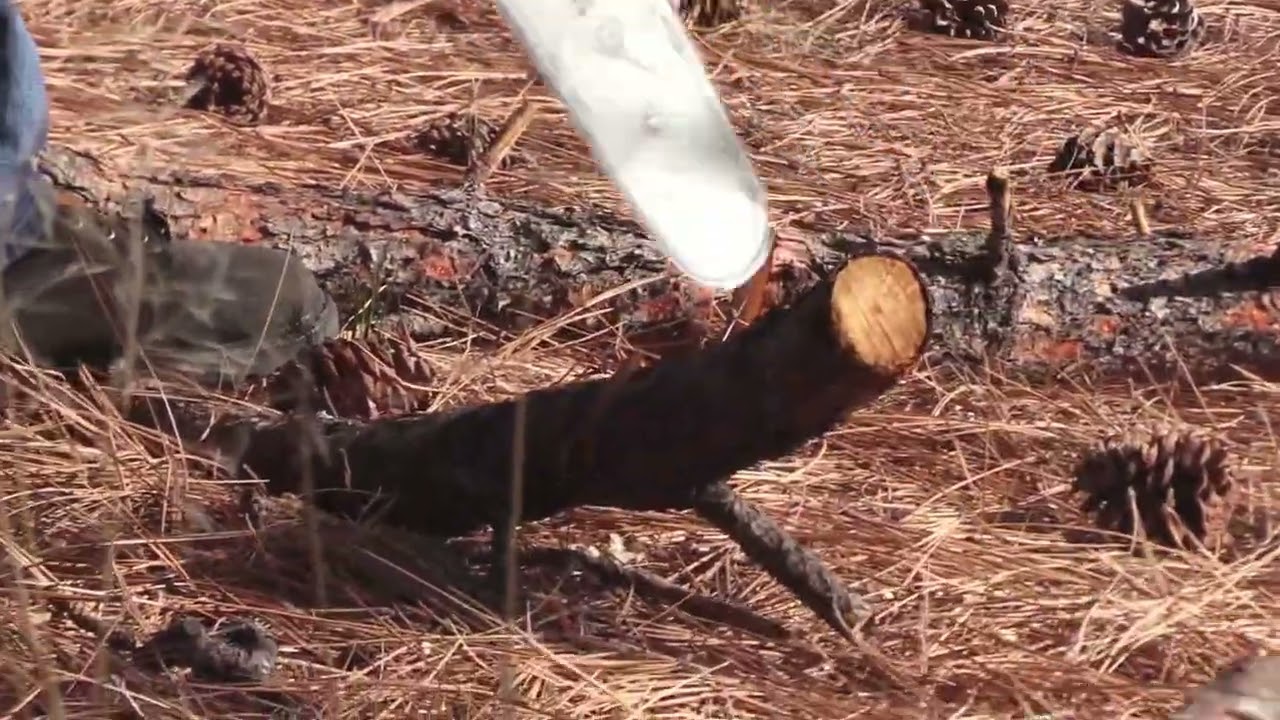 Cutting A Dead Tree God Calling Ministry