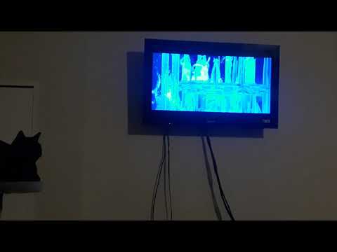 My cat Lucina  love Disney Frozen  let it go cute/funny cat videos