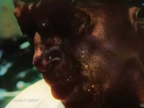 Mississippi Fred McDowell - 'Write Me a Few Lines' live [Colourised] 1969