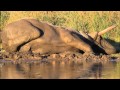 Elephant Orgasm