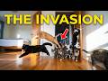 POV You Wake Up To A Literal Feline Invasion