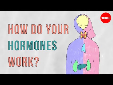 This is How Hormones Work