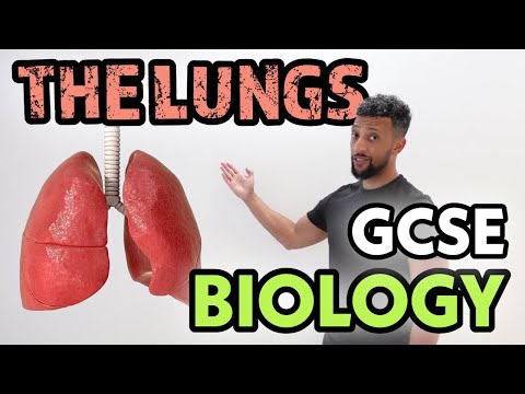 GCSE Biology - Lungs Rap
