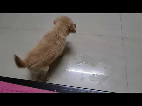 GOLDEN RETRIEVER PUPPY IN ACTIVE MODE