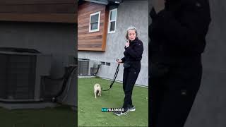 Stop Your Dog From Lunging on Walks With This “Search” Game
