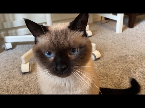 Sweet Siamese Cat 🥰