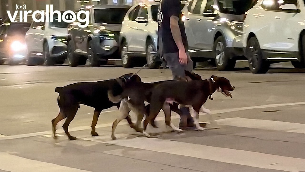 Well-Trained Dogs Spotted Crossing Denver Street In Sync || ViralHog
