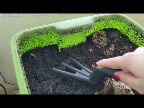 Hot Frog Living Composter Day 358 - Watermelon Rind Feeding - Vermicomposting