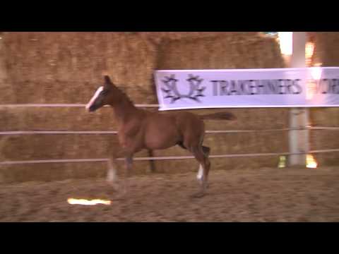 Räuberscherz und Räberwille vin Sky Walker - Fohlenschau 30.07.2017