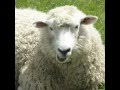 SHEEP CRAP