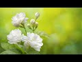 Jasmine Flower Mogra Plant Arabian Jasmine Jasminum Sambac Beautiful Fragrant Flower