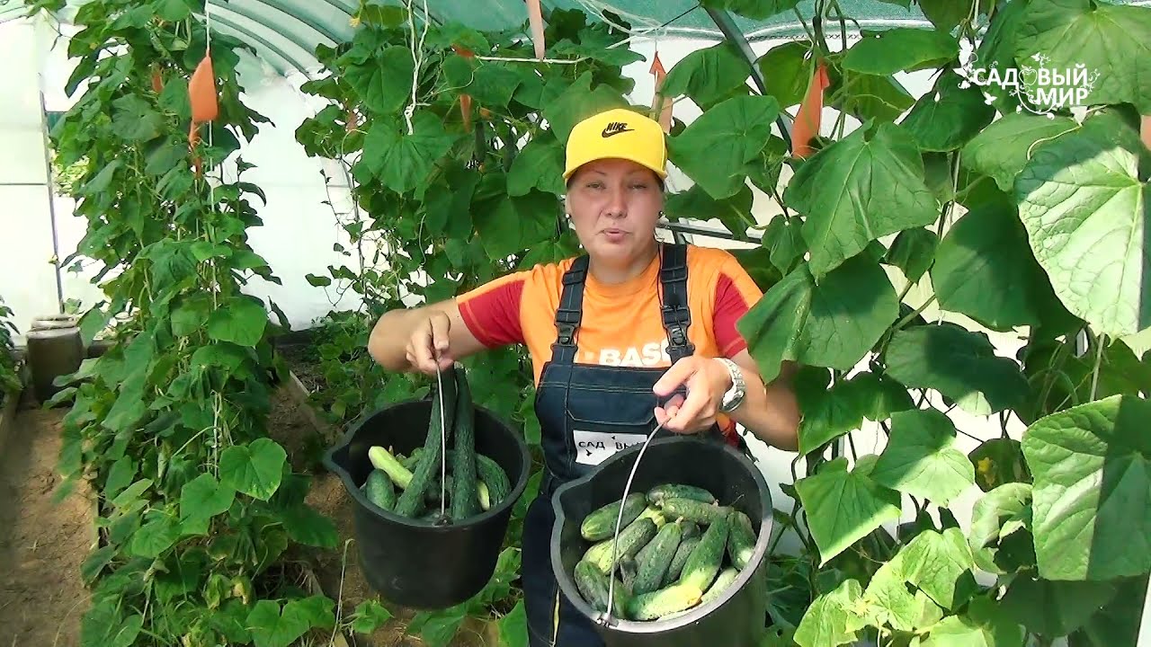 Похвалюшки урожаем, а думали ничего не вырастет. Этот чудо препарат спас урожай 2021 года.