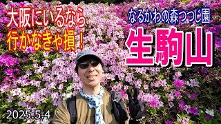 【なるかわ園地つつじ園】大阪府生駒山　つつじ園のつつじが間もなく満開です‼大阪府民はスニーカーを履いて生駒山へ行こう‼