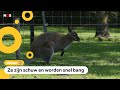 Zorgen over ontsnapte wallaby's in Nederland