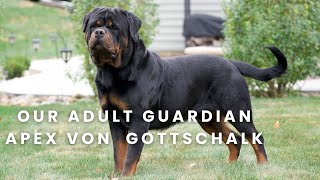 Our Imported Rottweiler Stud | Guardian Apex Von Gottschalk!!