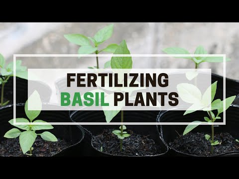 Fertilizing Basil Plants