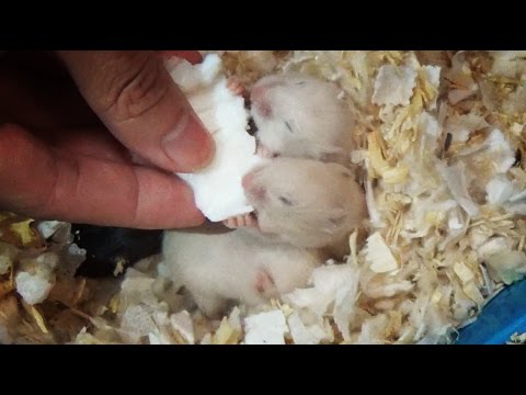 Hamster Babies Eating Egg White - Day 14