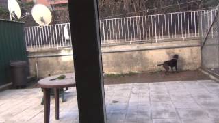 Dog tries to escape, what happens next will blow your mind!