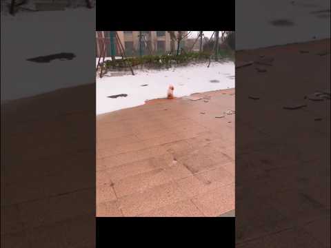 #funny #dogs #pet #dogscats#dogshorts #dog#doglover#doglife