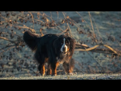 The Importance of Learning English in Today s Globalized World