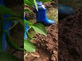 Picking Fresh Peppers ️ Villagelife Farming Agriculture Planting Rurallife Satisfying Garden Fresh