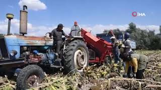 Yozgat’ta sezonun ilk çerezlik ayçiçeği hasadı başladı