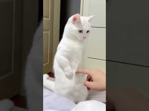 #cat #catlover #pets #funnycatsfunnycats