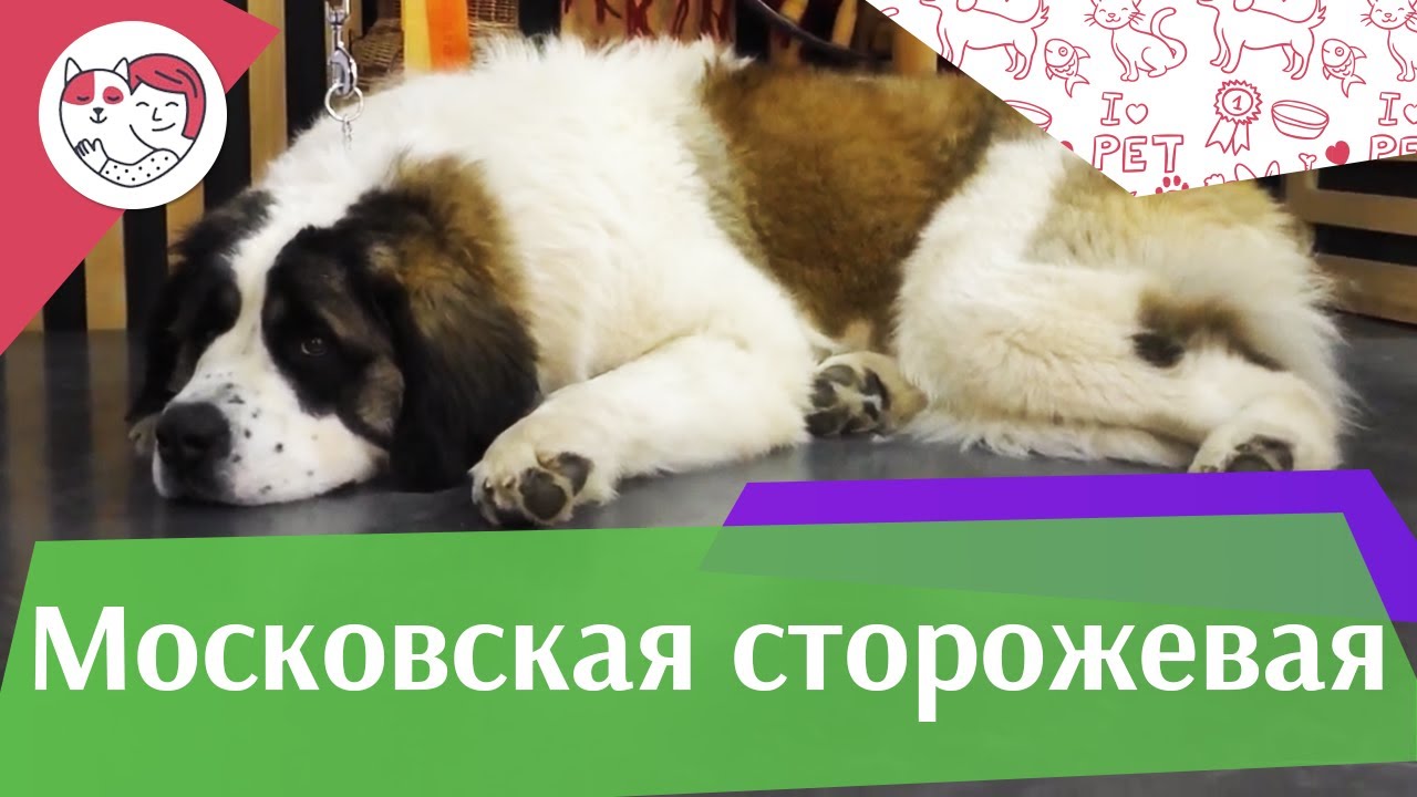 Московская сторожевая на ilikepet. Особенности породы, уход