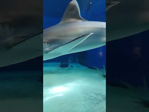 サメ博士の部屋（美ら海水族館）ツマジロ・ネムリブカ等