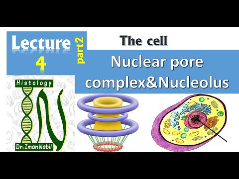 Nuclear pore complex and parts of nucleolus-1- Cell-Nucleus