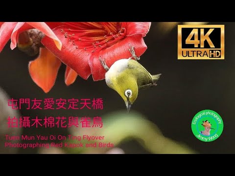 4K 屯門友爱安定天橋拍攝木棉花與雀鳥 Tuen Mun Yau Oi On Ting Flyover photographing Red Kapok and Birds