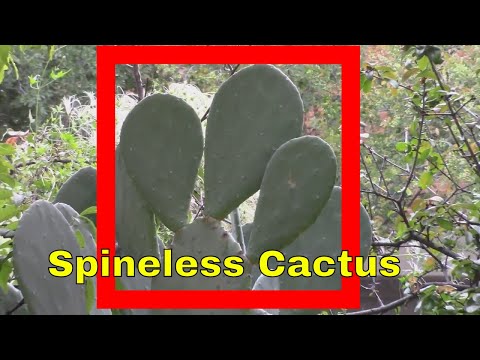 Spineless Thornless Cactus Information Benefits Growing in Garden Landscape Nopal Super Health Food