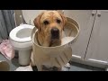 The Top 29 Dog Fails: Funny Dog Videos: FailArmy