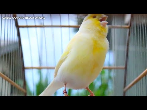 Canto Para Esquentar Canário Belga e Foguear as Fêmeas - HD
