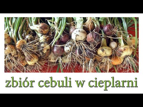 Zbiór cebuli w cieplarni - Ogrodowe pierdamony 109