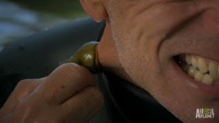 Blood Sucking Lampreys | River Monsters