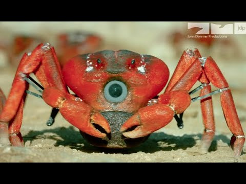 Robotic Spy Crab Plays Own Version Of Frogger On Christmas Island!