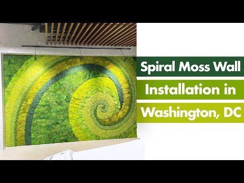 Spiral Moss Wall Installation Timelapse in Washington, DC