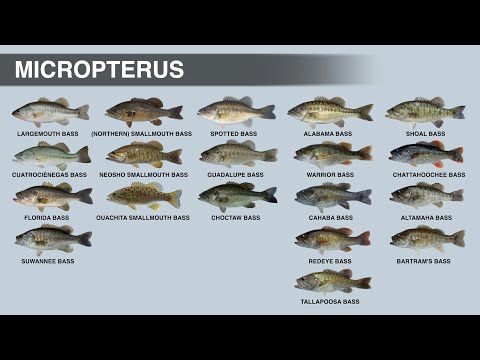 The Sunfish Family | MICROPTERUS Genus