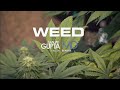 Dr Sanjay Gupta Weed CNN Special Documentary