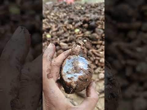 Black turmeric rhizomes, 50 kg, bulb